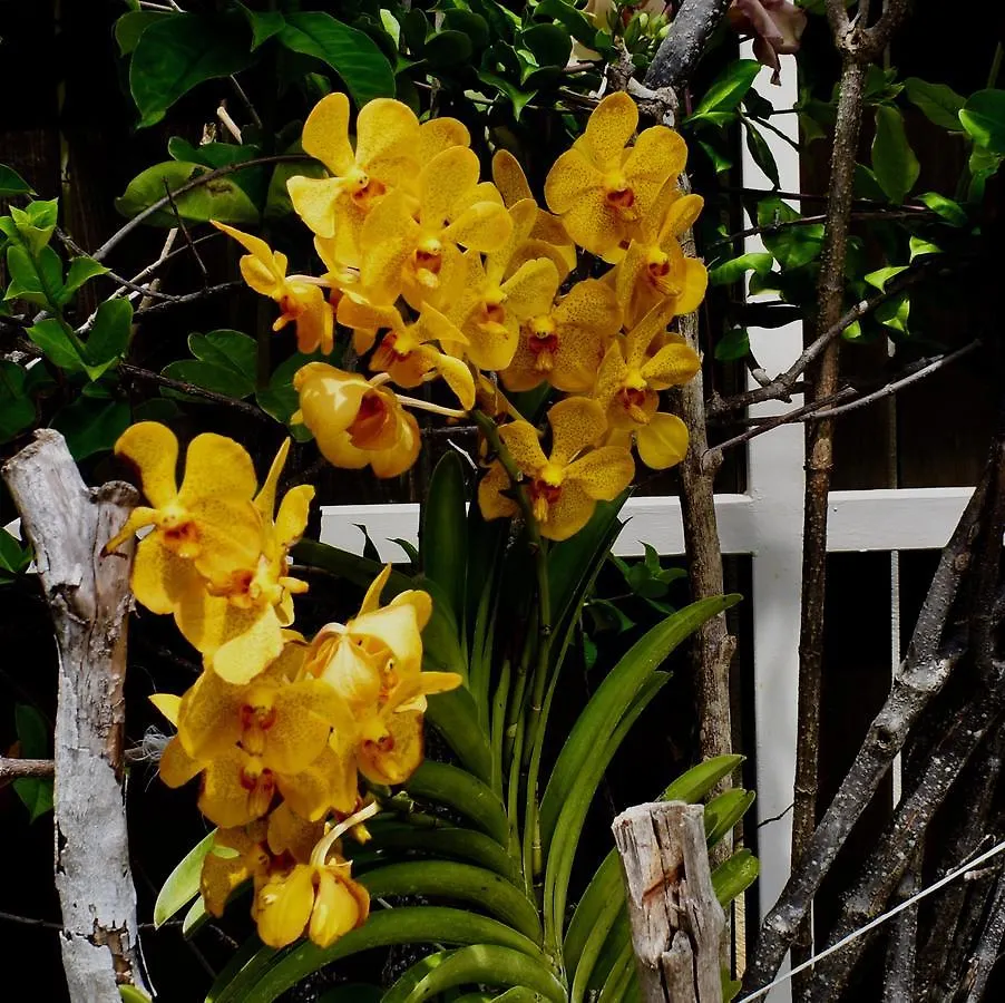 Luxury Villa Sleeps 6, Beach Access, Montego Bay Jamaica